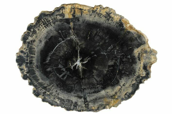 Polished Petrified Wood (Araucaria) Round - Arizona #175270